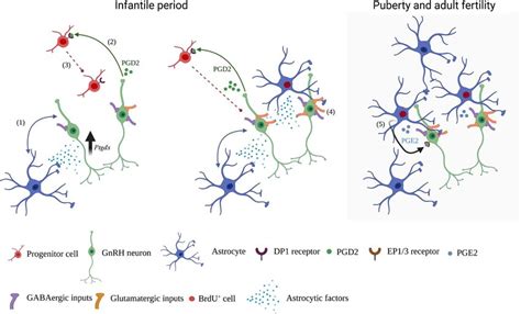 Association With Astrocytes Sculpts The GnRH Neuron Environment To