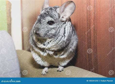 Grey Chinchilla Is Sitting On The Sofa Cute Fluffy Pet Stock Image