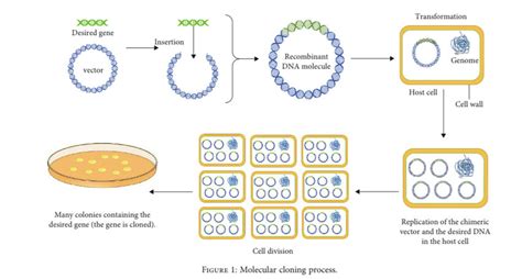 Molecular Cloning Process Download Scientific Diagram