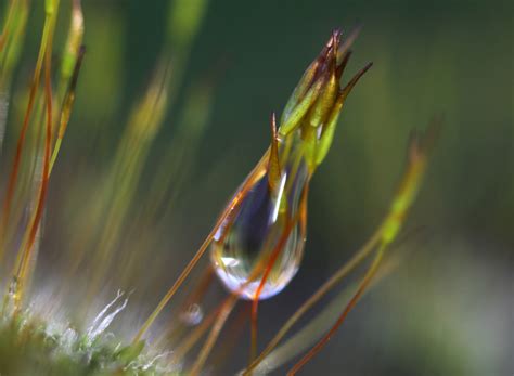 Wallpaper Sunlight Water Nature Branch Moss Insect Green Canon