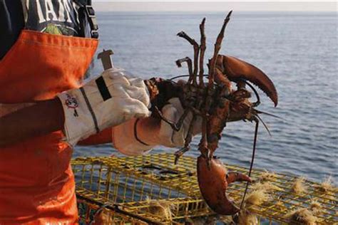 Hampir Sejuta Benih Lobster Selamat Dari Penyelundupan Pada 2020