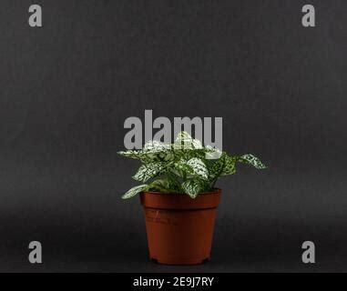 Splash White Hypoestes Phyllostachya In Brown Pot With Pink Background