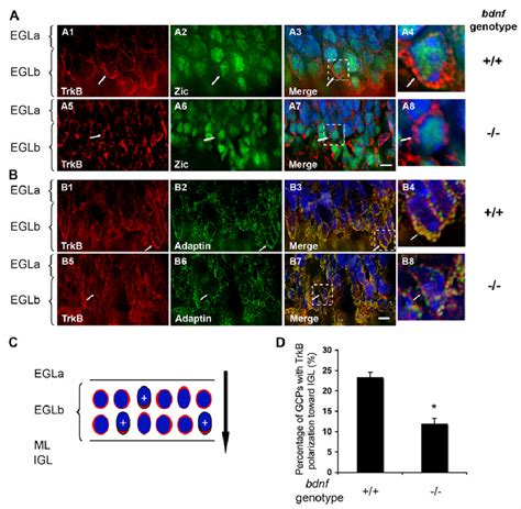 Bdnf Dependent Formation And Polarization Of Trkb Signaling Endosome In