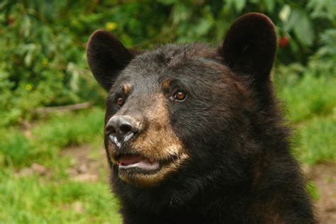 Bear Baribal Cub | ubicaciondepersonas.cdmx.gob.mx