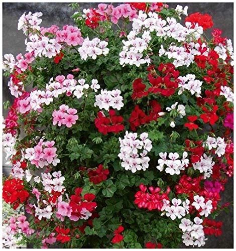 Pelargonium - Peltatum F2 Mixed - Premier Seeds Direct