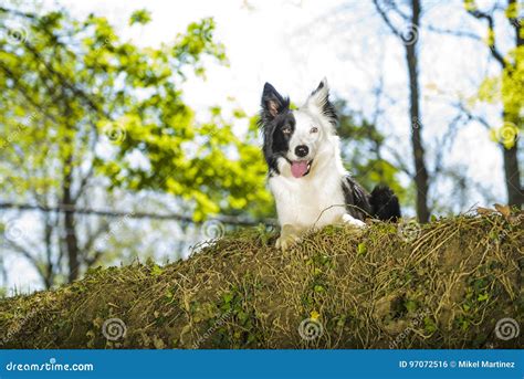 Border Collie Im Busch Stockfoto Bild Von Berge Portr T