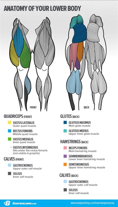 Anatomy Of Growth How To Train Your Leg Muscles