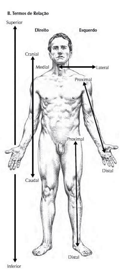 Termos De Posi O E Dire O Do Corpo Humano Anatomia Papel E Caneta