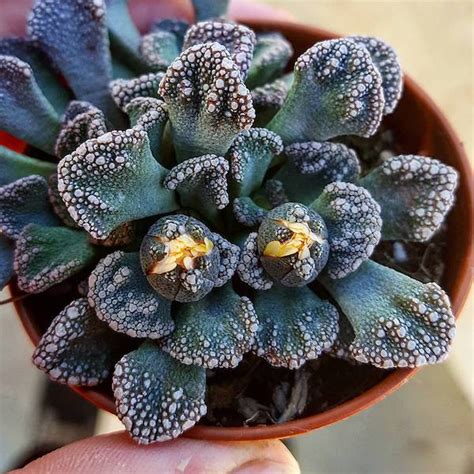 Titanopsis Calcarea So Pflegst Du Sie Richtig Pflanzenportrait