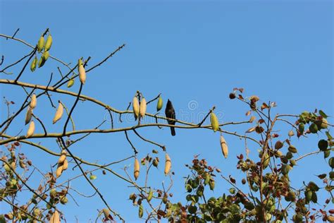 Rbol De Algod N De Seda Blanca Rbol Kapok Verdadero Con Brotes De