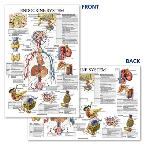 Endocrine System Anatomical Chart – Anatomy Posters