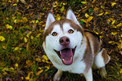 Husky Siberiano ⇨ La Raza De Perro Nº1 Para Familias Activas