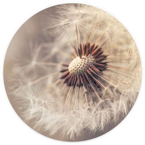 Pusteblume Ganz Nah Zeitgen Ssische Fotografie In Runder Form Es Ist