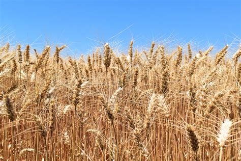 Free Photo Wheat Cereal Agriculture Harvest Free Image On Pixabay