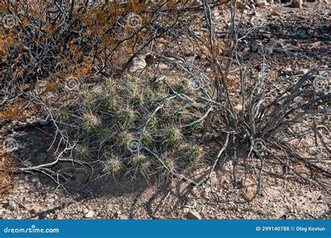 Desert Landscape Strawberry Hedgehog Cactus Echinocereus Stramineus