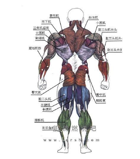 人体肌肉图解word文档在线阅读与下载无忧文档