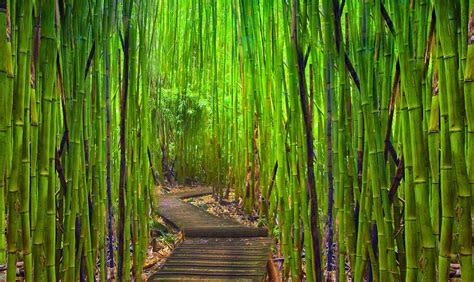 Bambu Japonês Características Como Cultivar e Fotos Mundo Ecologia