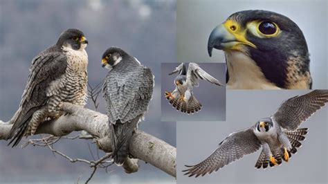 10 Facts about the Peregrine Falcon