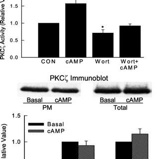 Effect Camp On Pkc Activity Top And Distribution Bottom In