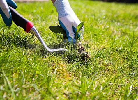 Get Rid Of Weeds In Your Lawn Complete Diy Guide