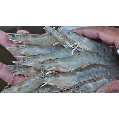 Jual Udang Vaname Segar Ukuran 70 80 Masa Penyimpanan Di Frezer Baru