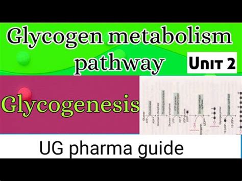 Glycogenesis Glycogen Metabolism Pathways YouTube