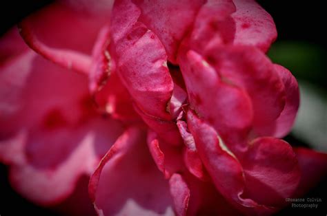 003 Photograph By Roxanne Colvin Fine Art America