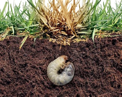 How To Get Rid Of Lawn Grubs 5 Effective And Easy Ways