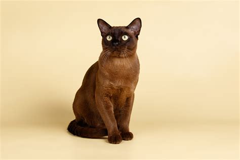 Burmese Cat Breed Info: Pictures, Traits & Facts - Catster