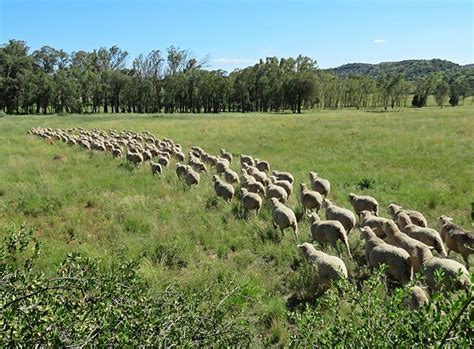 Die Ekonomie Van N Skaapboerdery Agriorbit