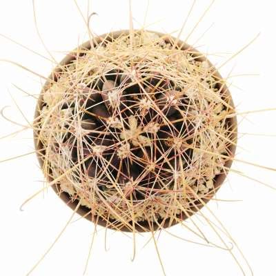 Ferocactus Hamatacanthus 17 Cm Cactaceae Giromagi Vendita Piante