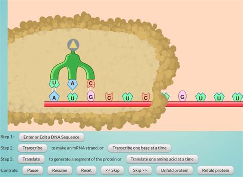 Dna Mutation