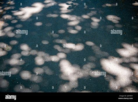 Dappled Shadows On Concrete Pavement Stock Photo Alamy