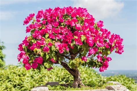 Bougainvillea Tree Varieties Plant Grow And Care Guide