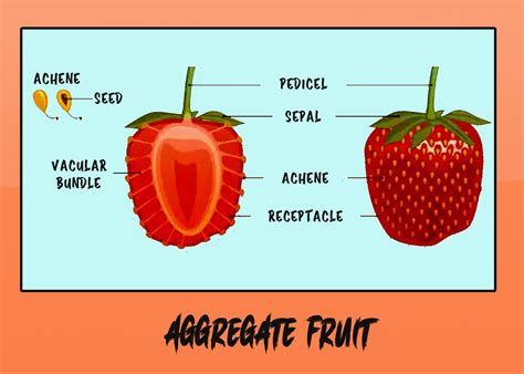 Achene Fruit Examples