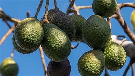 Sapevi Che Puoi Coltivare L Avocado Anche A Casa Segui Questi 6