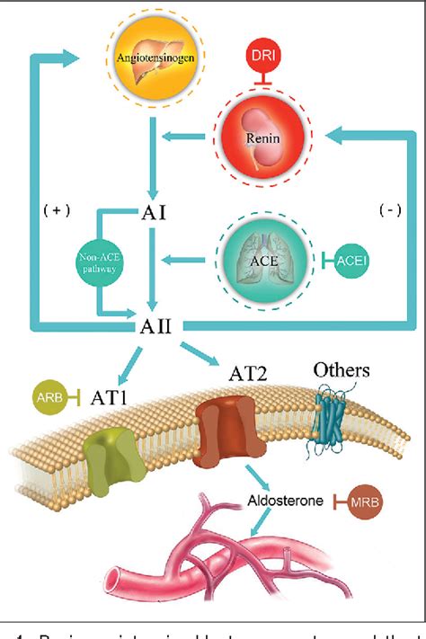 Figure 1 From Dual Blockade Of The Renin Angiotensin Aldosterone System