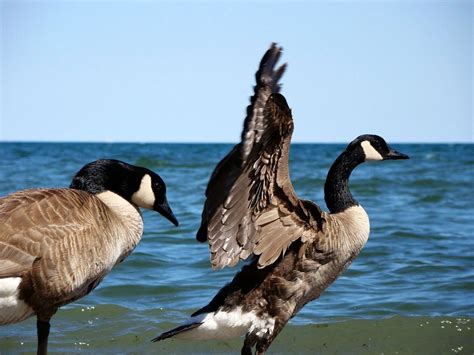 Fotos gratis playa mar agua naturaleza Oceano pájaro ala cielo