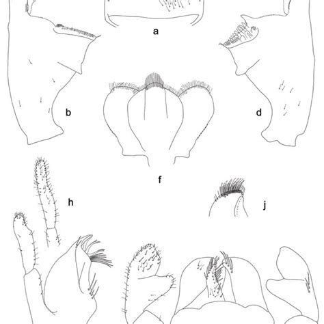 A G I J Labiobaetis Brao Sp Nov Larva Morphology A Labrum Left Download Scientific