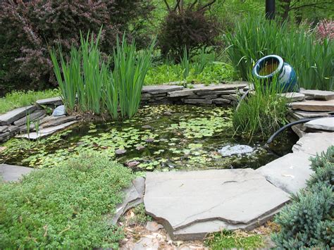 Растения для декоративного пруда (77 фото) - красивые картинки и HD фото