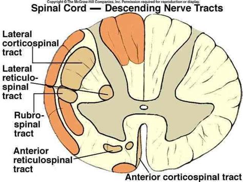 Spinal cord disorders