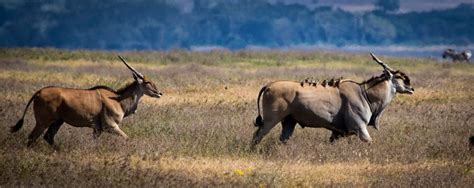 Cannundrums: East African Eland