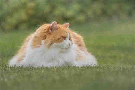 British Longhair Cat Traits Personality Characterisitcs