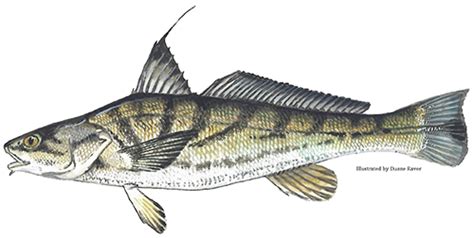 Maryland Fish Facts