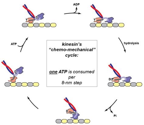 Cytoskeleton Molecular Motors And Cell Motility Physiology