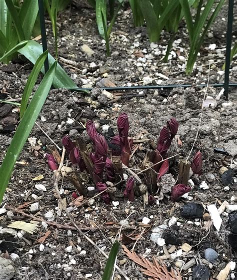 Peony Shoot Porn R Gardening