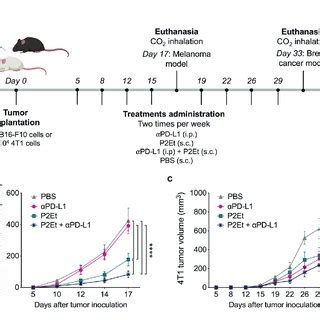 P2Et Treatment Enhances The Response To Anti PD L1 Immunotherapy In