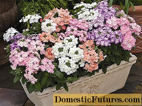 Verbena Hybrid Verbena Hybrida Varieties With Photos And