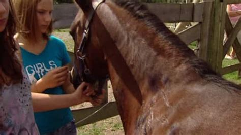 horses attacked cbcca