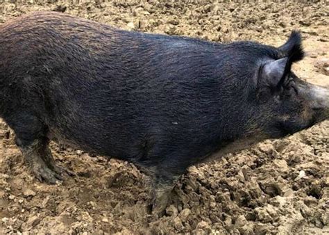 Iron Age Pigs For Sale Sellmylivestock The Online Livestock Marketplace